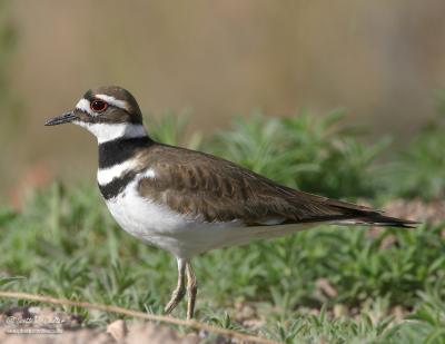 Killdeer