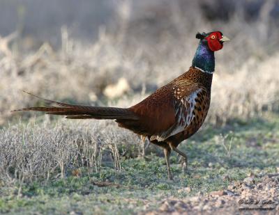 Ring-necked Pheasant