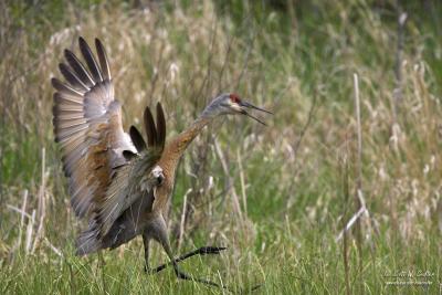 Sandhill Crane - Carlos Avery WMA