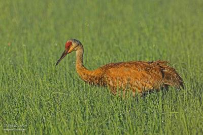 Sandhill Crane - Carlos Avery WMA
