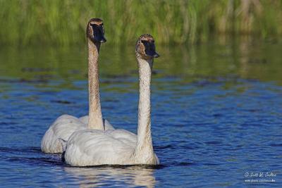 Trumpeter Swans