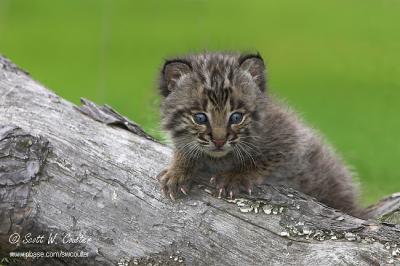 Baby Bobcat