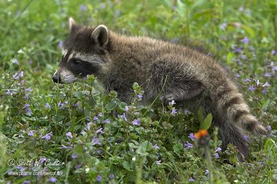 Baby Raccoon