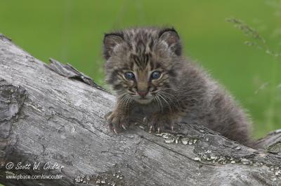 Baby Bobcat