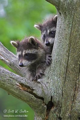 Baby Raccoons in tree