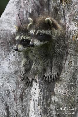 Baby Raccoons in tree