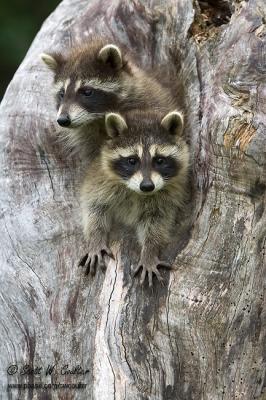 Baby Raccoons in tree