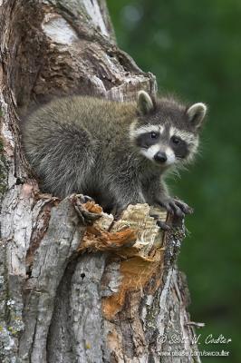 Baby Raccoon in tree