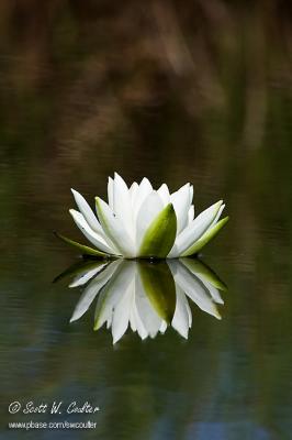 Water lily