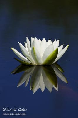 Water lily