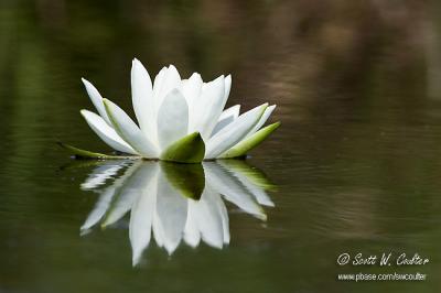 Water lily