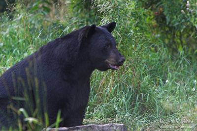 Black bear - MN