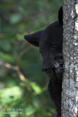 Black bear - MN