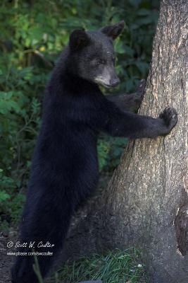 Black bear - MN