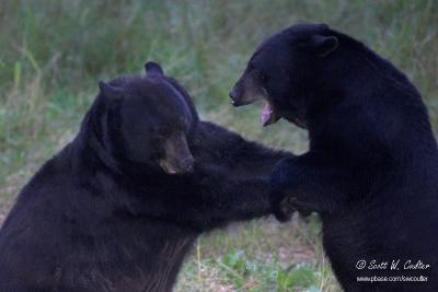 Black bear - MN