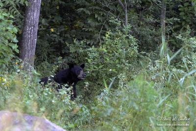 Black bear - MN