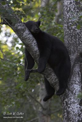 Black bear - MN