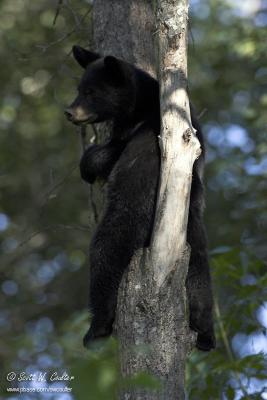 Black bear - MN