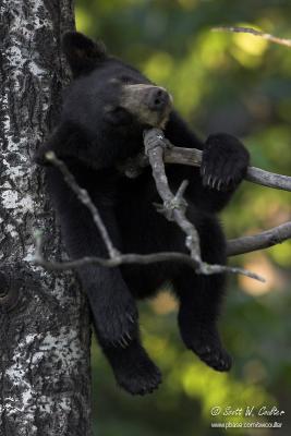 Black bear - MN