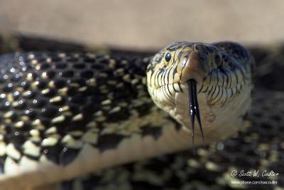 Bull Snake