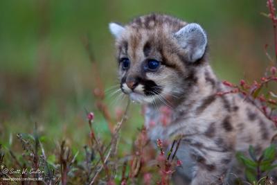 Baby Cougar