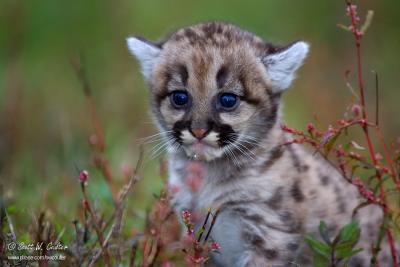 Baby Cougar