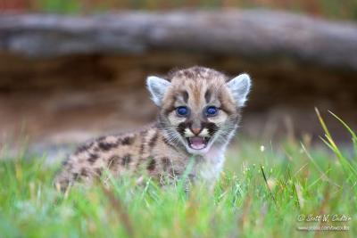 Baby Cougar