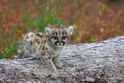 Baby Cougar