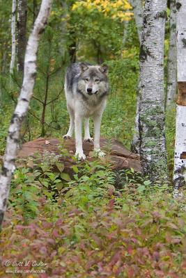 Timber Wolf