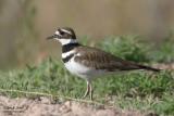 Killdeer