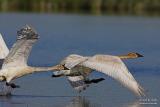 Trumpeter Swans