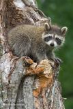 Baby Raccoon in tree