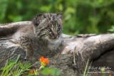 Baby Bobcat