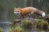 Red Fox