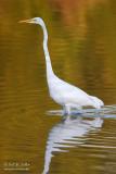 Great Egret in Autumn color