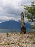 Lakeshore Snag