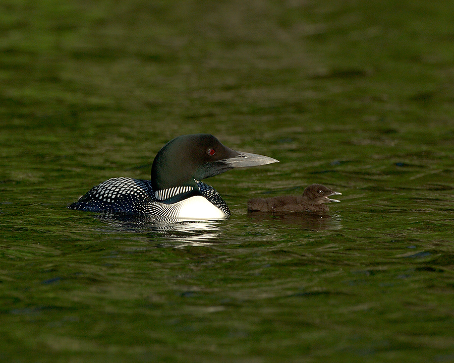 240 Common Loon With Chick