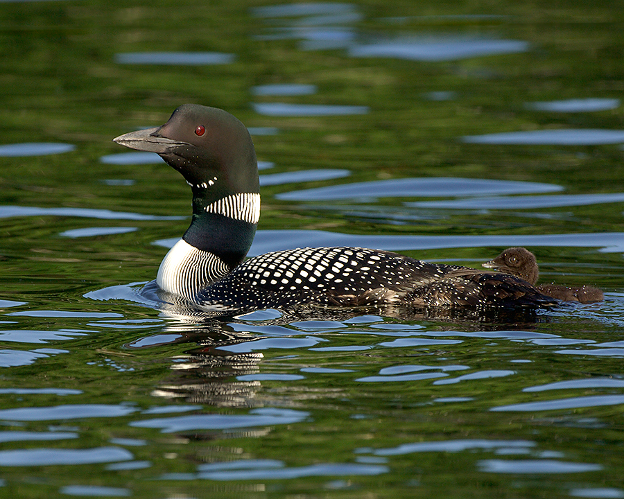  242 Grafton Pond Enfield New Hampshire Mom and Baby Loon Swin L