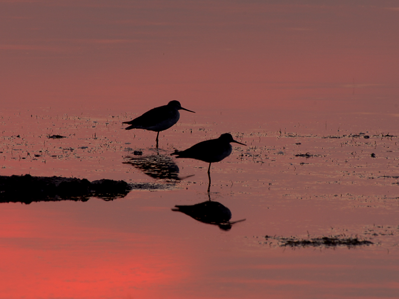 15-Greater Yellow Legs Reflection