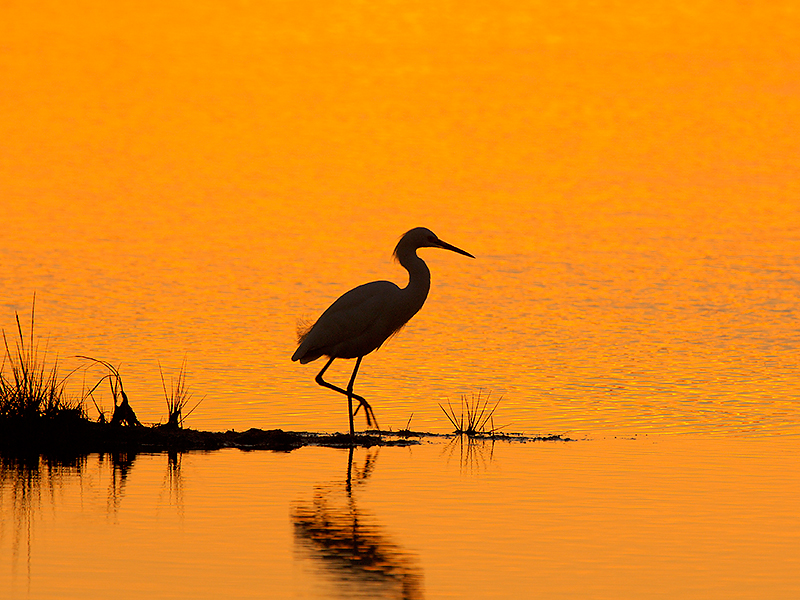 148 Snowy Egret Silhouette At Sunset