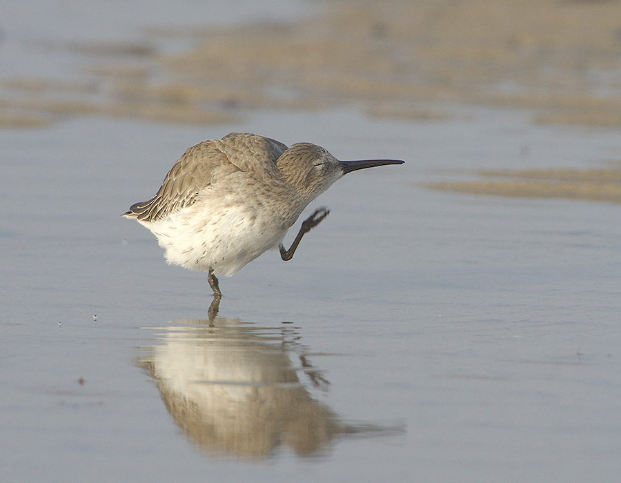 Dunlin Scratching.jpg