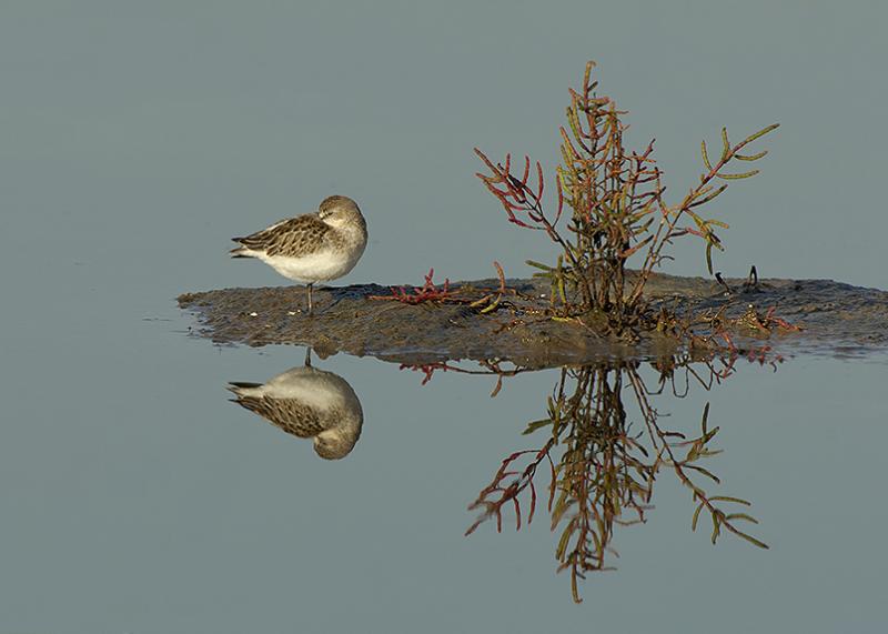 Semipalmated Sandpiper Reflection