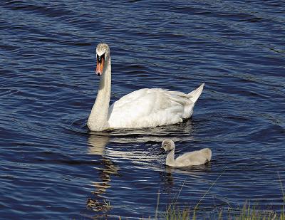 Plum Island Swans-for-Web.jpg