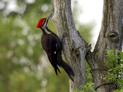 North Andover, MA Pilated Woodpecker Horizontal