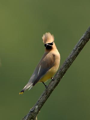  Plum Island, Parker River National Wildlife Refuge Cedar Waxwing