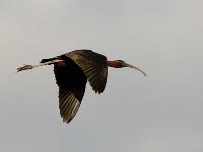 124 Glossy Ibis in Flight
