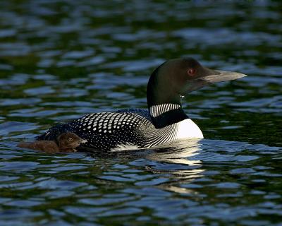241 Common Loon With Chick
