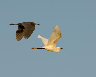 128 Litle Blue and Snowy Egret at Sunset