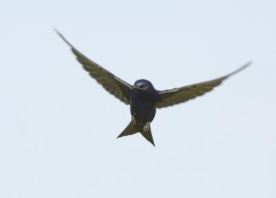 Purple Martin in Flight