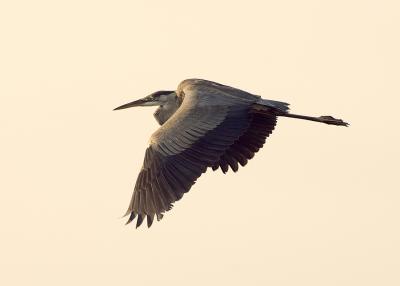 130 Great Blue Heron in Flight at Dawn